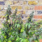 G13 Haze Seeds (Barney's Farm) - Cannabis Strain Seeds for Sale