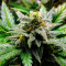 Original Auto Sour Diesel fem: sementes para venda, informações de cepas e avaliações de clientes