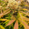 Vente de graines de cannabis Blueberry OG (Barney's Farm)