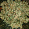 Wedding Cake Auto feminized seeds for sale by Original Sensible Seeds