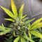Fast Bud Seeds - Cannabis Strain Seeds for Sale