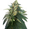 Snow Storm #2 Auto feminized seeds