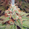 Acapulco Gold Seeds