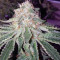 Alien Gorilla Seeds (Original Sensible Seeds)