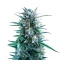 Banana Brawler Seeds (Royal Queen Seeds)