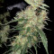 Blue Gelato 41