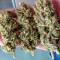 Blue Gelato 41 Seeds - Cannabis Strain Seeds for Sale