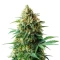 Extraction OG 18 Kush Seeds
