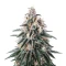 Gorilla x Lilly (Expert Seeds) feminized seeds