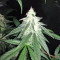 Graines de cannabis Grandaddy Black (Original Sensible Seeds)