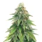 Heavy Kickers Mix Pack Seeds From Herbies Seeds