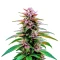 Jealousy Seeds