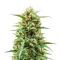 Kerosene Krash Auto Seeds