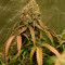 Semi Femminizzati Monster Bruce Banner Auto (Monster Genetics)