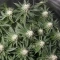 Planet Of The Grapes Auto Seeds (Ethos Genetics)