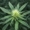 Psychotropic Mass feminized seeds