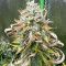 Graines de Purple Juice Auto (Herbies Seeds)