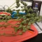Santa Muerte Fast Seeds