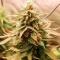 SkullRyder Auto feminized seeds