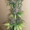 Skunk feminized seeds