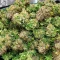 Steve’s Hellfire OG Seeds