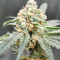 Sweet Zombie Seeds