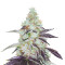Tahoe OG Kush Seeds