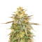 Tropicanna Cookies Feminized Seeds (Grow Barato)