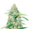Violet Kush Auto feminized seeds