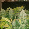 Zombie Death Fuck (BlimBurn Seeds)