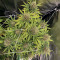Cali Bay Dream feminized seeds