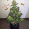 Auto Lemon Kix strain