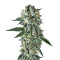 BatGum Seeds