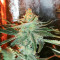 Graines féminisées de Big Bud Auto (Herbies Seeds)