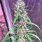 Bruce Banner #3 Seeds (Big Head Seeds)