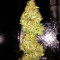 Chemdawg Seeds (Humboldt Seeds Organization)