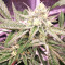 Mix Pack Seeds