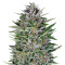 Dreamberry Auto feminized seeds