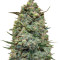 Hawaiian Punch Seeds