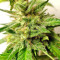 Graines de cannabis Kali China Breeders Pack (Ace Seeds)