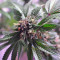 Semillas feminizadas LA Confidential (DNA Genetics)