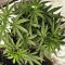 Graines de cannabis Pineapple Haze Regular (Barney's Farm)