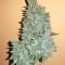 Sandstorm feminized seeds