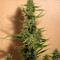 Sensi Skunk (Sensi Seeds)
