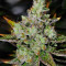 Venom OG regular (Rare Dankness Seeds)