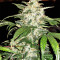 Pro Auto Mix Seeds (Seedstockers)