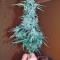 Auto Wappa (Paradise Seeds)