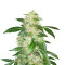 Big Bang Auto (GHS)