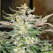 Blue Cheese Automatic strain