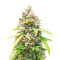 Bruce Banner Fast Version Feminized Seeds (Easy Grow Seeds)